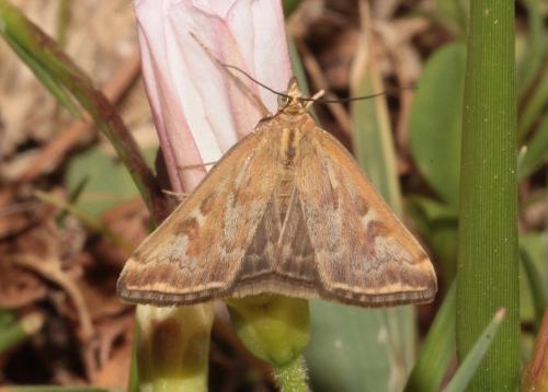 Loxostege sticticalis